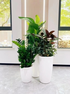 余姚植物租摆价格大比拼，哪家最划算？